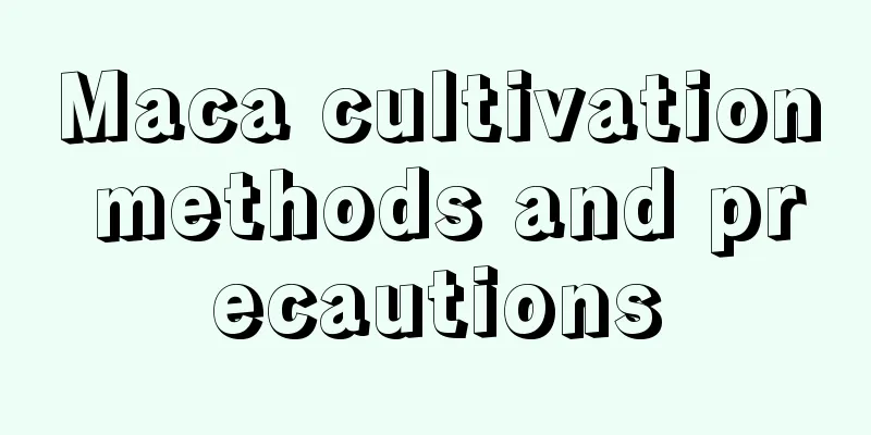 Maca cultivation methods and precautions