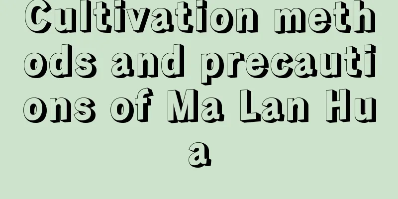 Cultivation methods and precautions of Ma Lan Hua