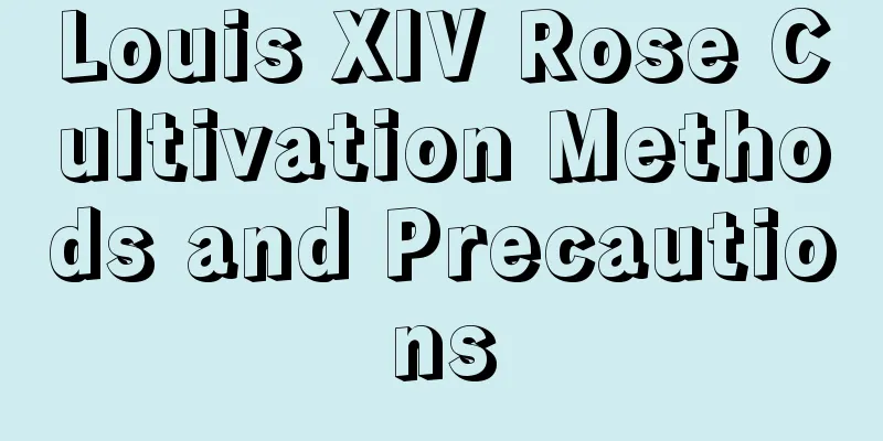 Louis XIV Rose Cultivation Methods and Precautions