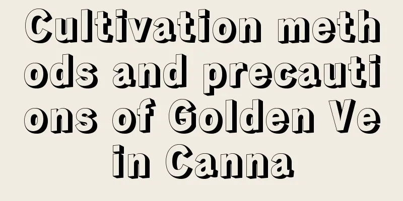 Cultivation methods and precautions of Golden Vein Canna