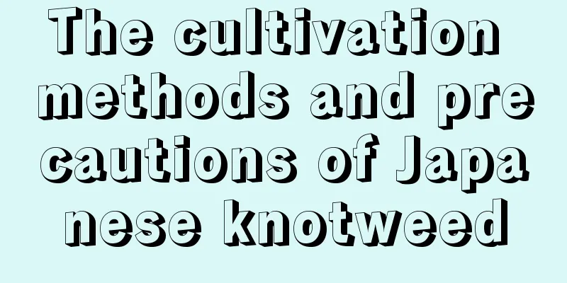 The cultivation methods and precautions of Japanese knotweed