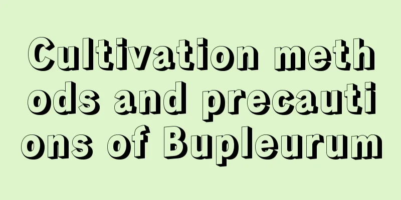 Cultivation methods and precautions of Bupleurum