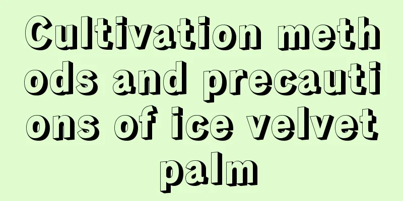 Cultivation methods and precautions of ice velvet palm