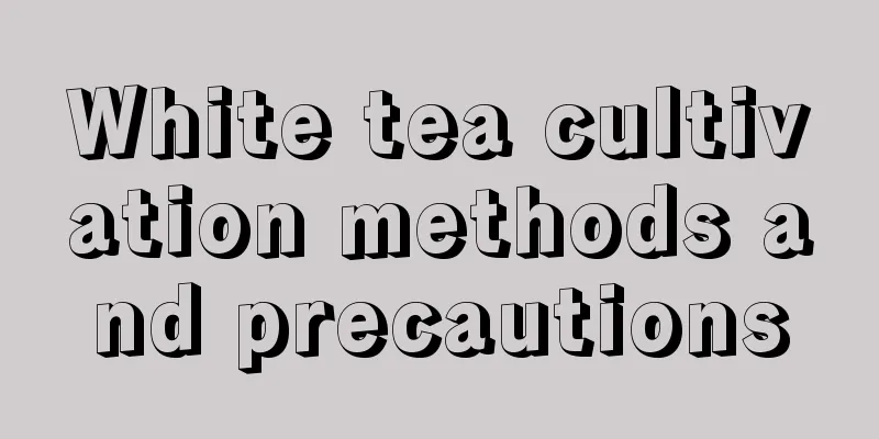 White tea cultivation methods and precautions