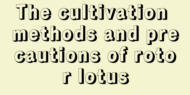 The cultivation methods and precautions of rotor lotus