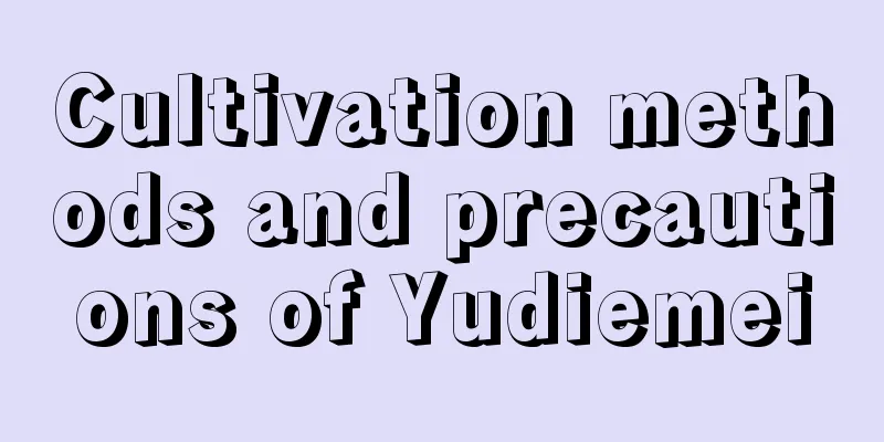 Cultivation methods and precautions of Yudiemei