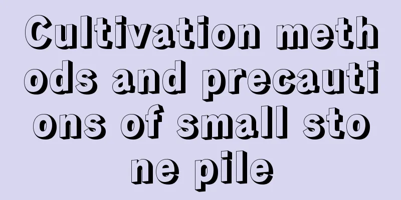 Cultivation methods and precautions of small stone pile