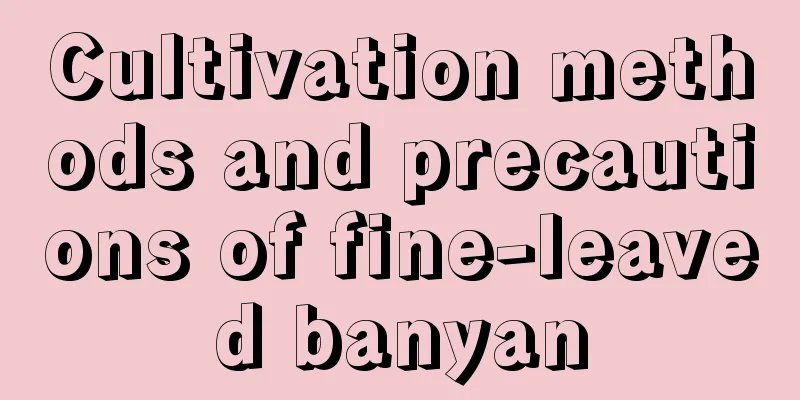 Cultivation methods and precautions of fine-leaved banyan