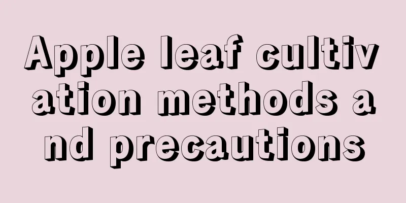 Apple leaf cultivation methods and precautions