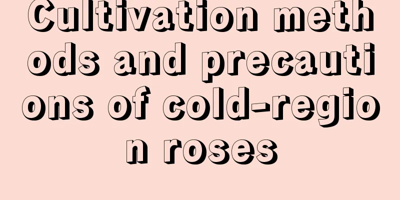 Cultivation methods and precautions of cold-region roses