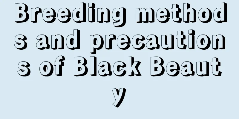 Breeding methods and precautions of Black Beauty