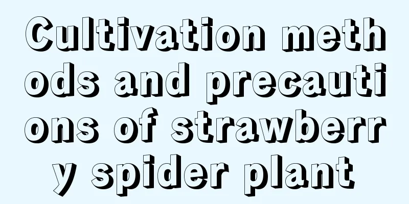 Cultivation methods and precautions of strawberry spider plant