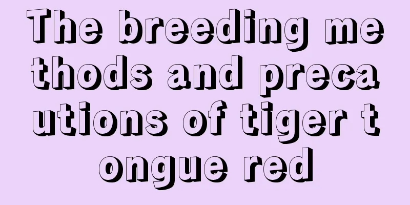 The breeding methods and precautions of tiger tongue red