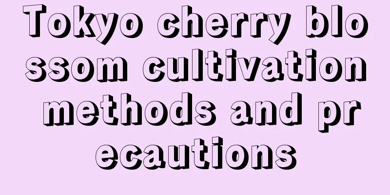 Tokyo cherry blossom cultivation methods and precautions