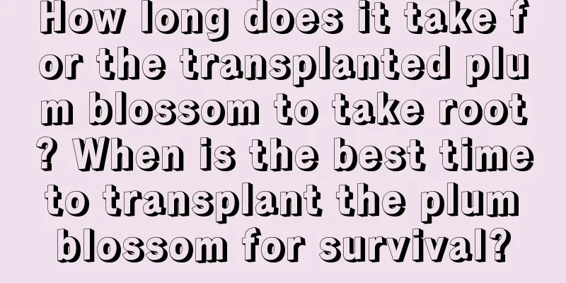 How long does it take for the transplanted plum blossom to take root? When is the best time to transplant the plum blossom for survival?