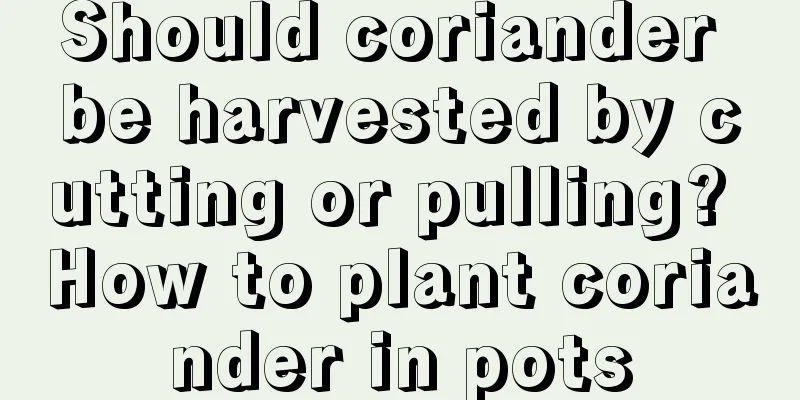 Should coriander be harvested by cutting or pulling? How to plant coriander in pots