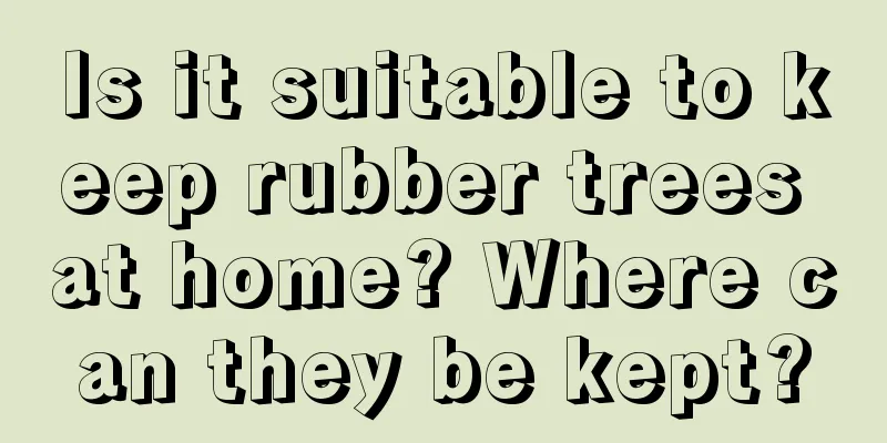 Is it suitable to keep rubber trees at home? Where can they be kept?