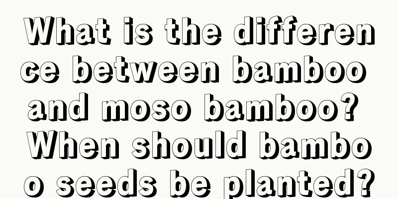 What is the difference between bamboo and moso bamboo? When should bamboo seeds be planted?