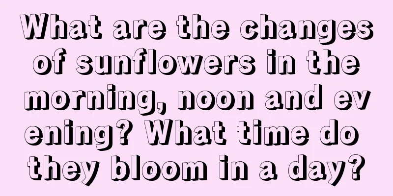 What are the changes of sunflowers in the morning, noon and evening? What time do they bloom in a day?