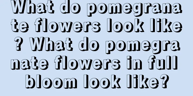 What do pomegranate flowers look like? What do pomegranate flowers in full bloom look like?