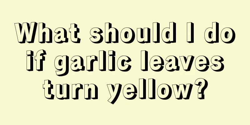 What should I do if garlic leaves turn yellow?