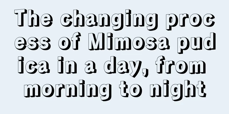 The changing process of Mimosa pudica in a day, from morning to night