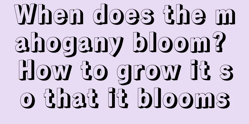 When does the mahogany bloom? How to grow it so that it blooms