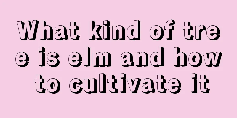 What kind of tree is elm and how to cultivate it