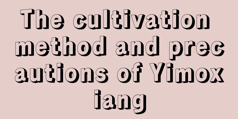 The cultivation method and precautions of Yimoxiang