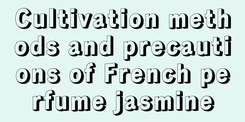 Cultivation methods and precautions of French perfume jasmine