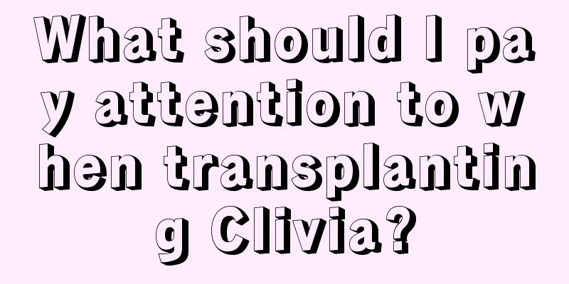 What should I pay attention to when transplanting Clivia?