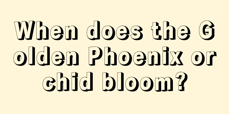 When does the Golden Phoenix orchid bloom?