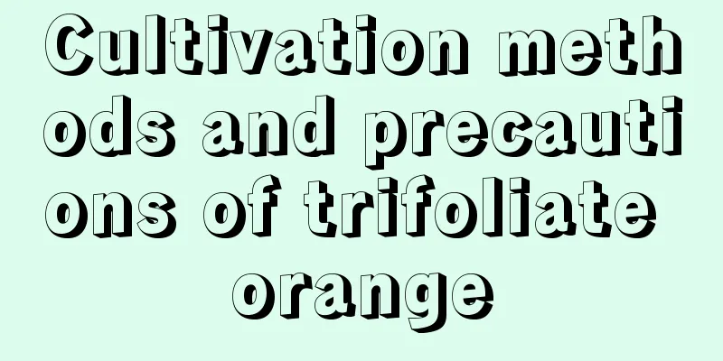 Cultivation methods and precautions of trifoliate orange