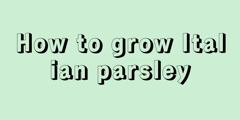 How to grow Italian parsley