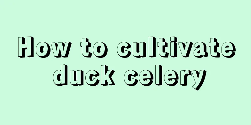 How to cultivate duck celery