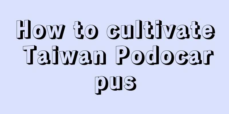 How to cultivate Taiwan Podocarpus