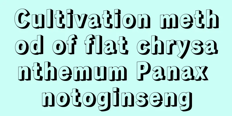 Cultivation method of flat chrysanthemum Panax notoginseng