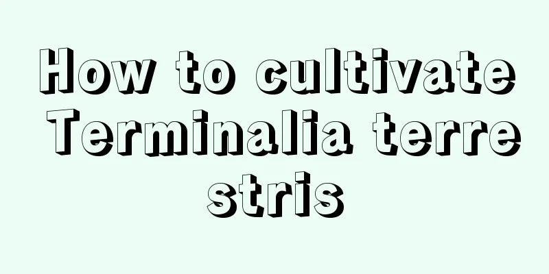 How to cultivate Terminalia terrestris