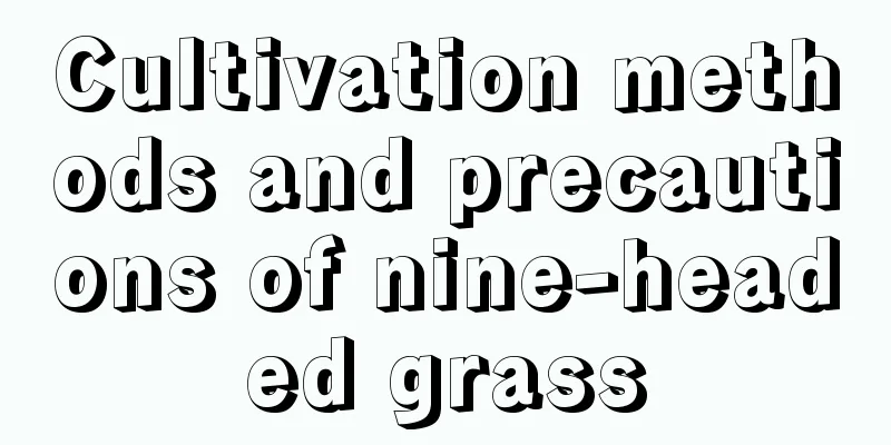 Cultivation methods and precautions of nine-headed grass