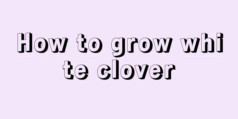 How to grow white clover