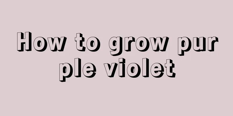 How to grow purple violet