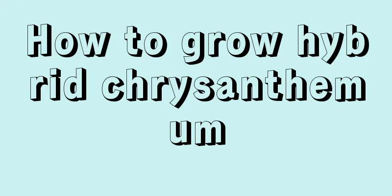 How to grow hybrid chrysanthemum