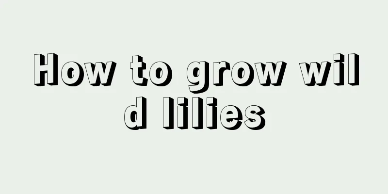 How to grow wild lilies