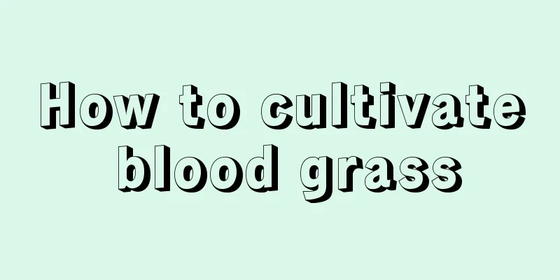 How to cultivate blood grass