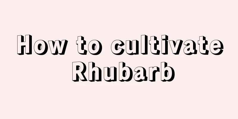 How to cultivate Rhubarb