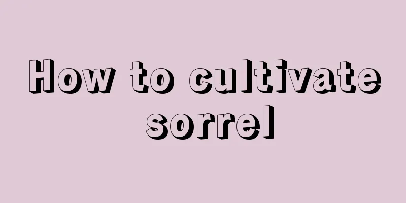 How to cultivate sorrel