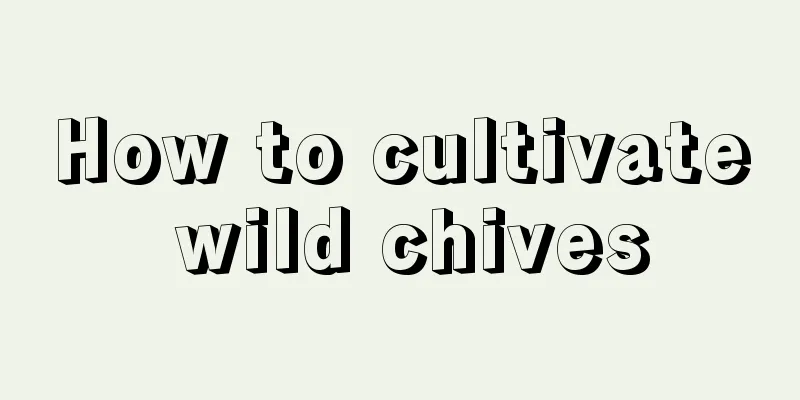 How to cultivate wild chives