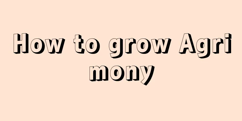 How to grow Agrimony