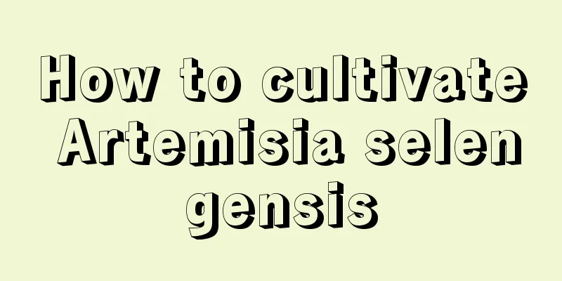 How to cultivate Artemisia selengensis