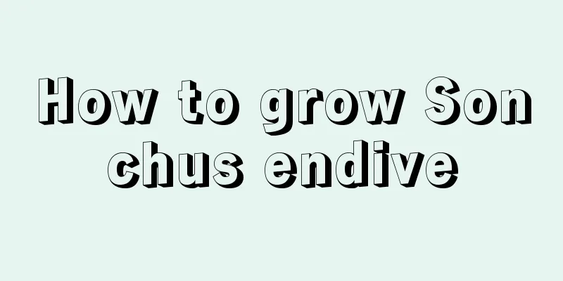 How to grow Sonchus endive